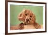 Cocker Spaniel Puppy-null-Framed Premium Giclee Print