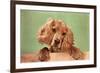 Cocker Spaniel Puppy-null-Framed Art Print