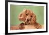 Cocker Spaniel Puppy-null-Framed Art Print