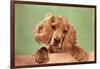 Cocker Spaniel Puppy-null-Framed Art Print