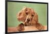 Cocker Spaniel Puppy-null-Framed Art Print