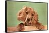 Cocker Spaniel Puppy-null-Framed Stretched Canvas