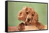 Cocker Spaniel Puppy-null-Framed Stretched Canvas