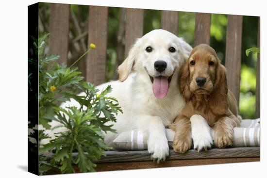 Cocker Spaniel Sitting on Bench with Golden-null-Stretched Canvas