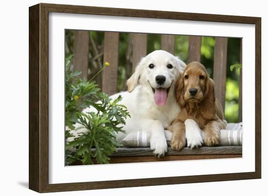 Cocker Spaniel Sitting on Bench with Golden-null-Framed Photographic Print