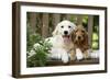 Cocker Spaniel Sitting on Bench with Golden-null-Framed Photographic Print