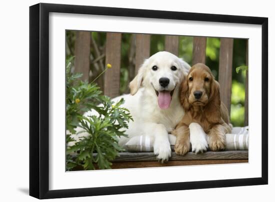 Cocker Spaniel Sitting on Bench with Golden-null-Framed Photographic Print