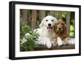Cocker Spaniel Sitting on Bench with Golden-null-Framed Photographic Print