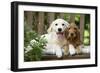 Cocker Spaniel Sitting on Bench with Golden-null-Framed Photographic Print