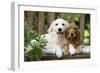 Cocker Spaniel Sitting on Bench with Golden-null-Framed Photographic Print