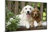 Cocker Spaniel Sitting on Bench with Golden-null-Mounted Photographic Print