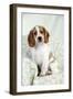 Cocker Spaniel Sitting on Chair-null-Framed Photographic Print