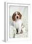 Cocker Spaniel Sitting on Chair-null-Framed Photographic Print