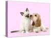 Cocker Spaniel with Birman Kitten-null-Stretched Canvas