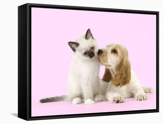 Cocker Spaniel with Birman Kitten-null-Framed Stretched Canvas