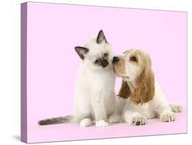 Cocker Spaniel with Birman Kitten-null-Stretched Canvas