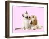 Cocker Spaniel with Birman Kitten-null-Framed Photographic Print