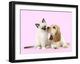 Cocker Spaniel with Birman Kitten-null-Framed Photographic Print