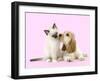 Cocker Spaniel with Birman Kitten-null-Framed Photographic Print