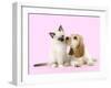 Cocker Spaniel with Birman Kitten-null-Framed Photographic Print