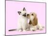 Cocker Spaniel with Birman Kitten-null-Mounted Photographic Print