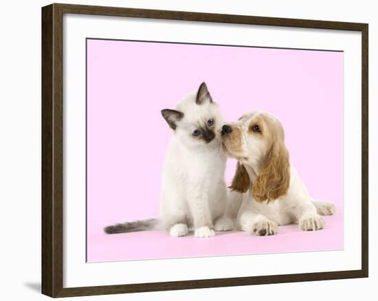 Cocker Spaniel with Birman Kitten-null-Framed Photographic Print