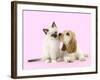 Cocker Spaniel with Birman Kitten-null-Framed Photographic Print