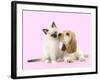 Cocker Spaniel with Birman Kitten-null-Framed Photographic Print