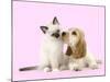 Cocker Spaniel with Birman Kitten-null-Mounted Photographic Print