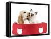 Cocker Spaniel with Cat Birman Kitten in Cat Bed-null-Framed Stretched Canvas