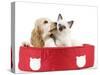 Cocker Spaniel with Cat Birman Kitten in Cat Bed-null-Stretched Canvas