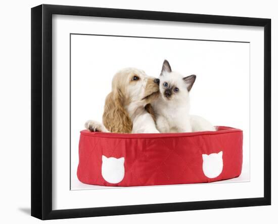 Cocker Spaniel with Cat Birman Kitten in Cat Bed-null-Framed Photographic Print