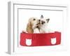 Cocker Spaniel with Cat Birman Kitten in Cat Bed-null-Framed Photographic Print