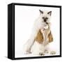 Cocker Spaniel with Cat Birman Kitten-null-Framed Stretched Canvas