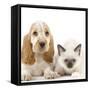 Cocker Spaniel with Cat Birman Kitten-null-Framed Stretched Canvas