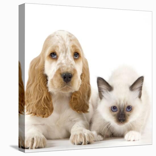 Cocker Spaniel with Cat Birman Kitten-null-Stretched Canvas