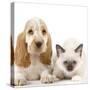 Cocker Spaniel with Cat Birman Kitten-null-Stretched Canvas