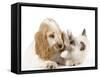 Cocker Spaniel with Cat Birman Kitten-null-Framed Stretched Canvas