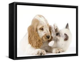 Cocker Spaniel with Cat Birman Kitten-null-Framed Stretched Canvas