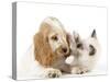 Cocker Spaniel with Cat Birman Kitten-null-Stretched Canvas