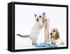 Cocker Spaniel with Cat Birman Kitten-null-Framed Stretched Canvas