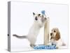 Cocker Spaniel with Cat Birman Kitten-null-Stretched Canvas