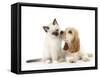 Cocker Spaniel with Cat Birman Kitten-null-Framed Stretched Canvas
