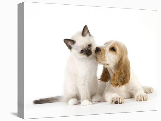 Cocker Spaniel with Cat Birman Kitten-null-Stretched Canvas