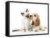 Cocker Spaniel with Cat Birman Kitten-null-Framed Stretched Canvas