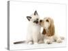 Cocker Spaniel with Cat Birman Kitten-null-Stretched Canvas