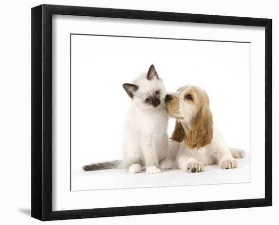 Cocker Spaniel with Cat Birman Kitten-null-Framed Premium Photographic Print