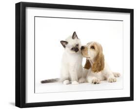 Cocker Spaniel with Cat Birman Kitten-null-Framed Premium Photographic Print