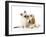 Cocker Spaniel with Cat Birman Kitten-null-Framed Premium Photographic Print