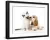 Cocker Spaniel with Cat Birman Kitten-null-Framed Premium Photographic Print